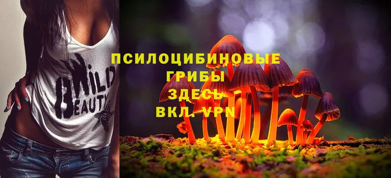 Галлюциногенные грибы Cubensis  Кяхта 